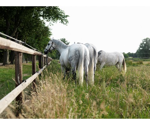 Gjerdestolpe impregnert 8x250 cm 84 stk