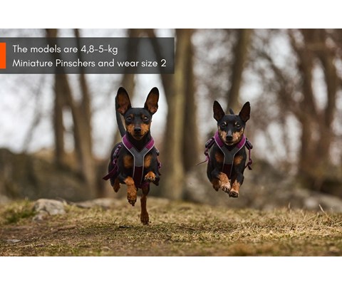 Hundesele Line Harness 5.0 lilla