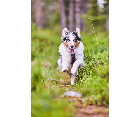 Hundesele Line Harness 5.0 blå