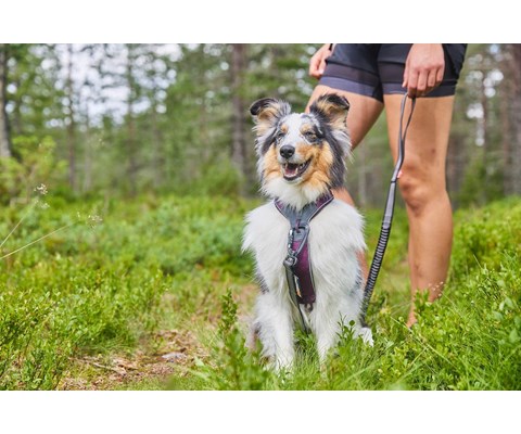 Hundesele Line Harness 5.0 blå
