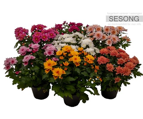 Chrysanthemum Potte P12