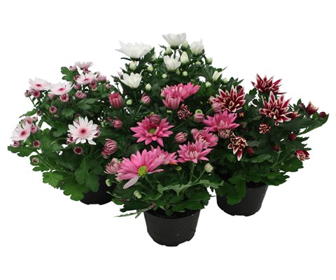 Chrysanthemum Potte P12