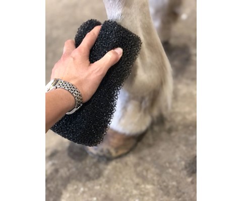 Svamp Tiger's Tongue