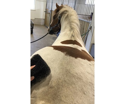 Svamp Tiger's Tongue