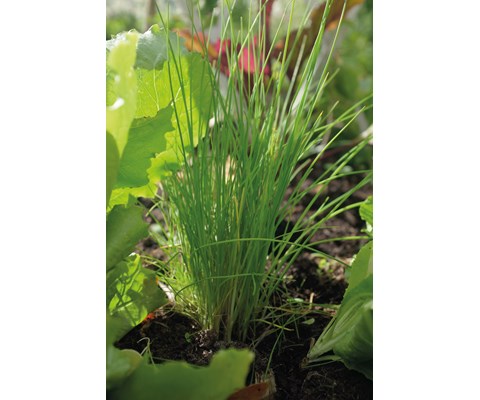 Frø gressløk Dolores