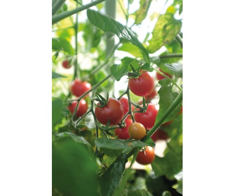 Frø busktomat Baby Boomer