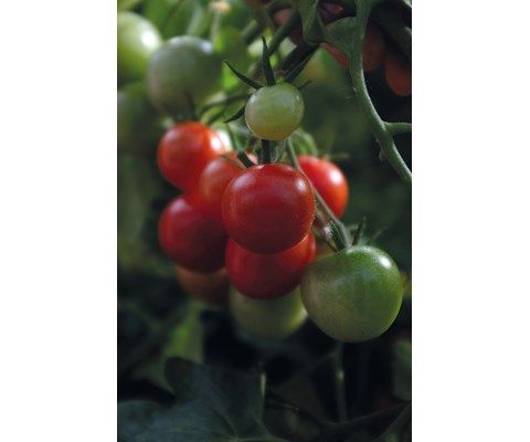 Frø busktomat Baby Boomer