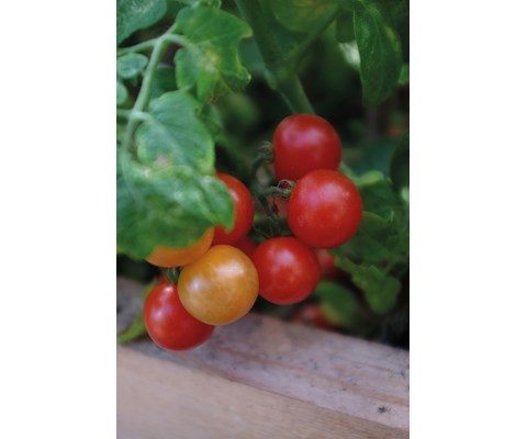 Frø cherrytomat potte Veranda Red