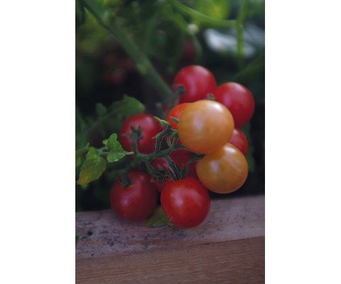 Frø cherrytomat potte Veranda Red