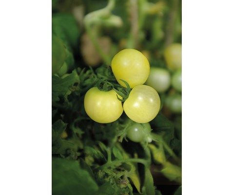 Frø cherrytomat potte Balconi Yellow