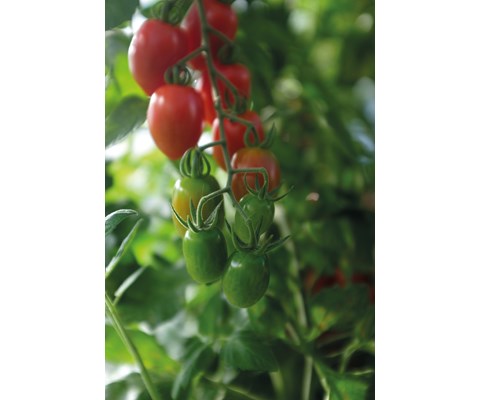 Frø tomat høy Monterrey økologisk