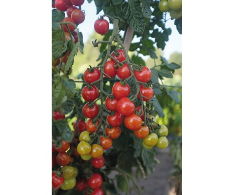 Frø cherrytomat høy Rubylicious