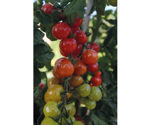 Frø cherrytomat høy Rubylicious
