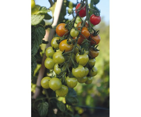 Frø cherrytomat høy Rubylicious