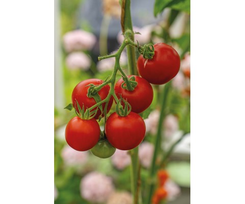 Frø tomat høy Cocktail Crush