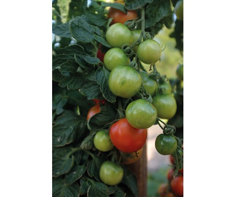 Frø tomat høy Cocktail Crush