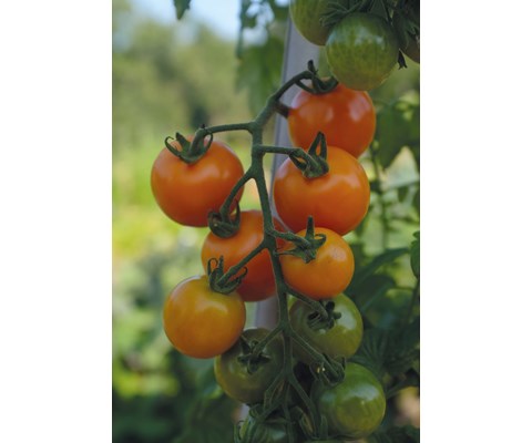 Frø cherrytomat høy Merrygold