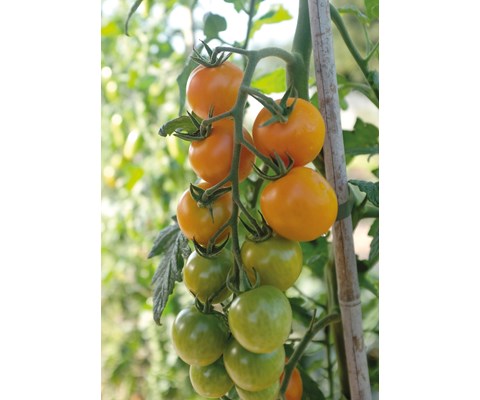 Frø cherrytomat høy Merrygold