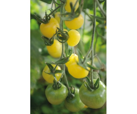 Frø tomat høy White Cherry