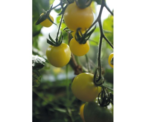 Frø tomat høy White Cherry