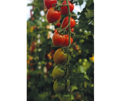 Frø tomat høy Lovertino