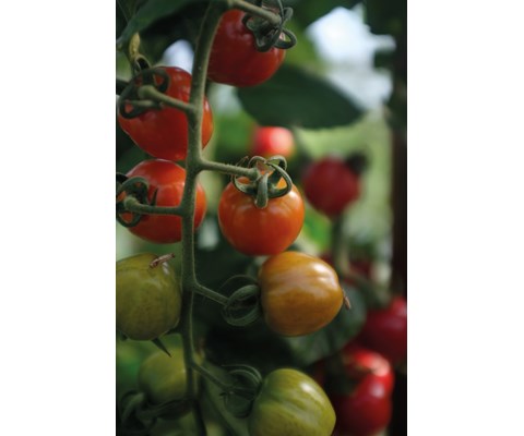 Frø tomat høy Lovertino