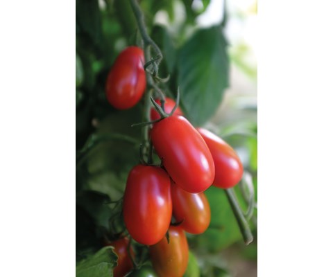 Frø cocktailtomat høy Ravello