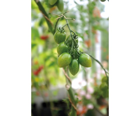 Frø tomat høy Green Envy