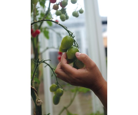 Frø tomat høy Green Envy