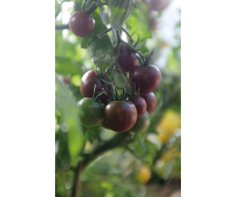 Frø tomat høy Black Cherry økologisk