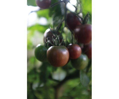 Frø tomat høy Black Cherry økologisk