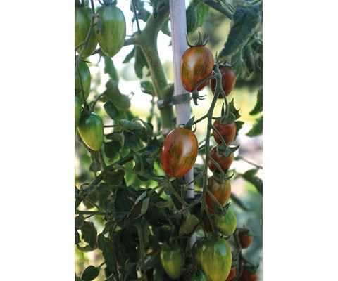 Frø tomat høy Shimmer