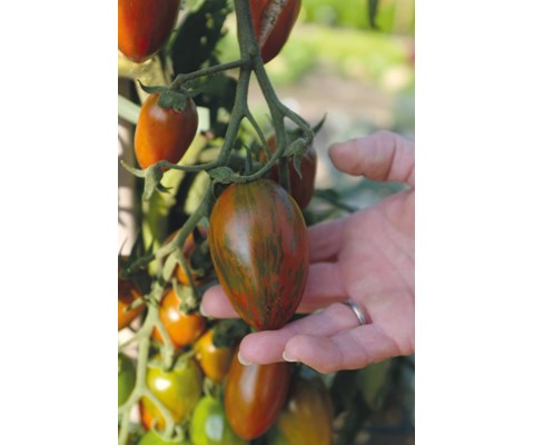 Frø tomat høy Shimmer