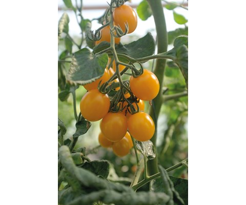 Frø tomat høy Golden Pearl