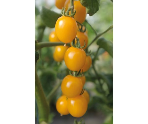 Frø tomat høy Golden Pearl