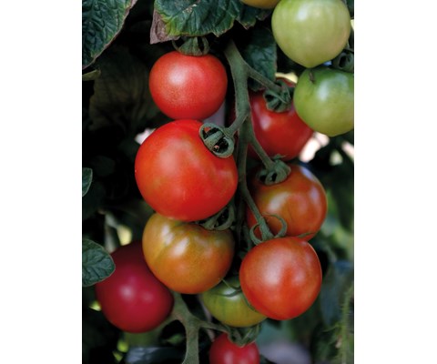 Frø tomat høy Moneymaker