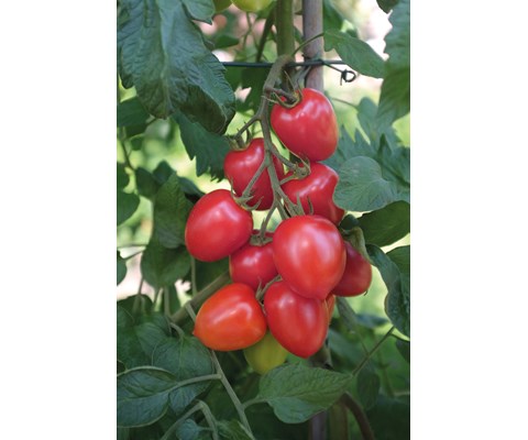 Frø tomat høy Nagina