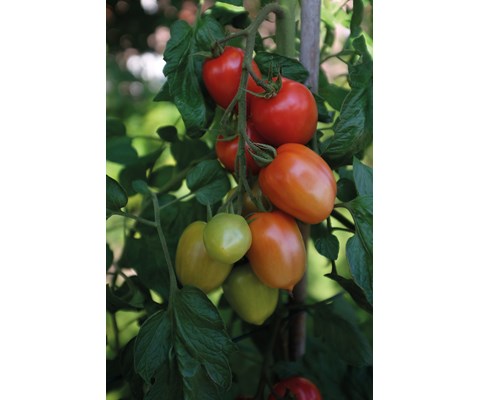 Frø tomat høy Nagina