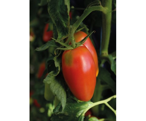 Frø tomat høy Agro