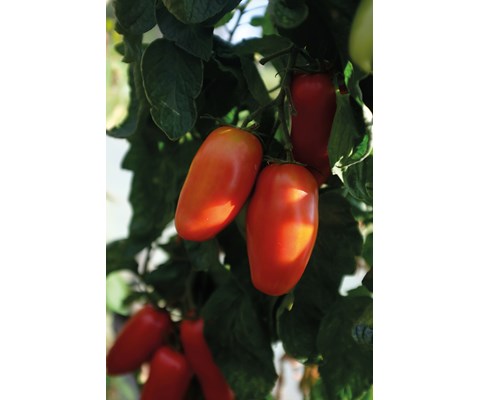 Frø tomat høy Agro økologisk