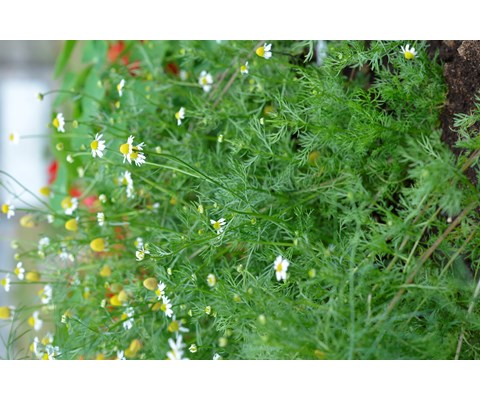 Frø kamille økologisk