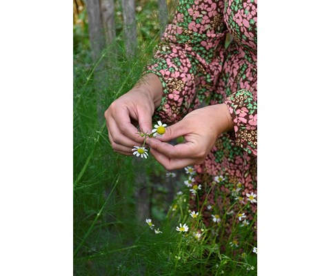 Frø kamille økologisk