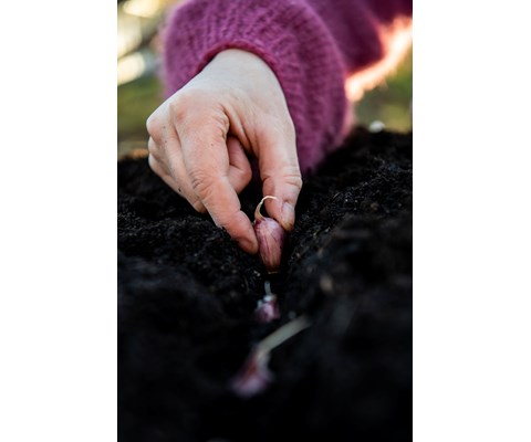 Setteløk hvitløk Primor/Sprint