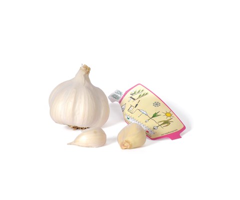 Setteløk hvitløk Aulxito