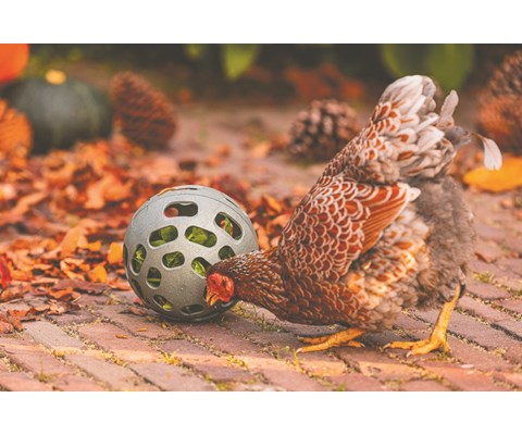Godbitball til høns