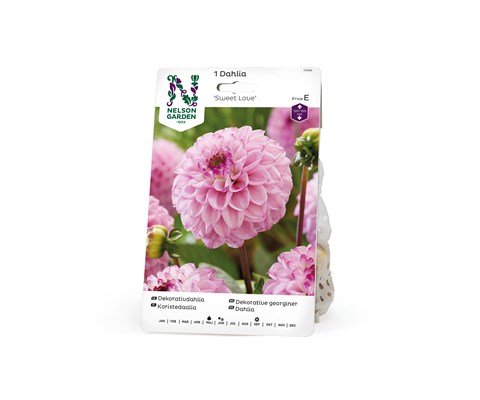 Vårløk dekorative georginer Sweet Love