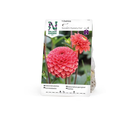 Vårløk dekorative georginer Zundert Mystery Fox