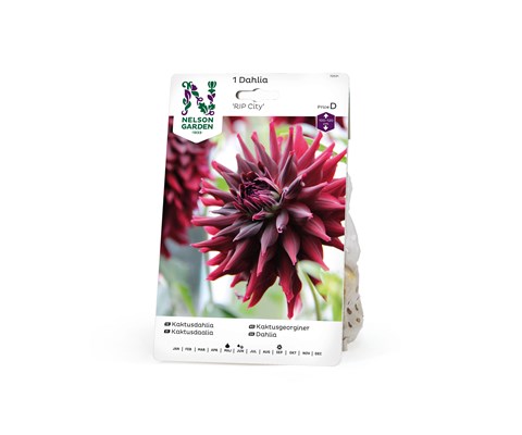 Vårløk kaktusgeorginer RIP City