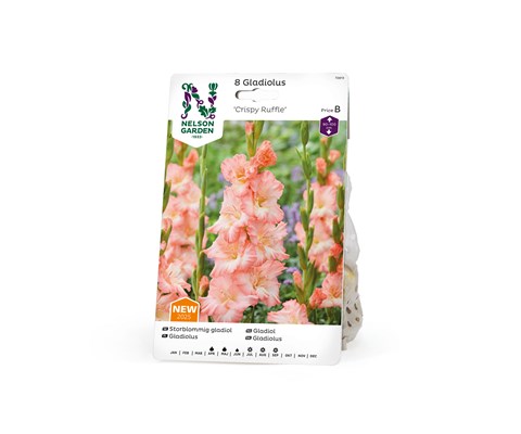 Vårløk gladiol Crispy Ruffle