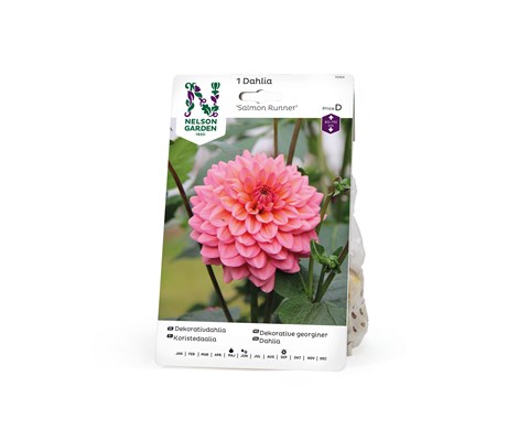 Vårløk dekorative georginer Salmon Runner